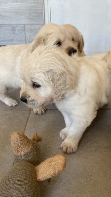 CHIOT collier jaune